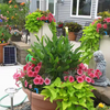 Solar Drip System Hydroponics Equipment Watering Irrigation Smart Control Timer Water-Saving for Domestic Garden Plant